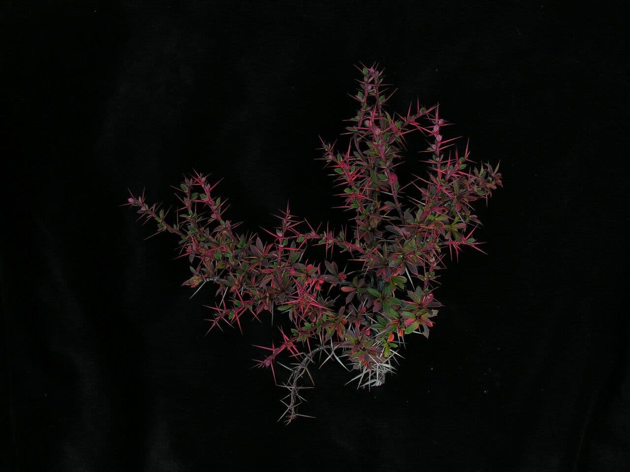 Berberitze 5