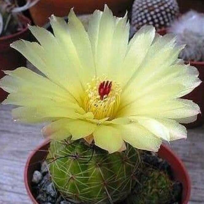 Thelocactus setispinus 4