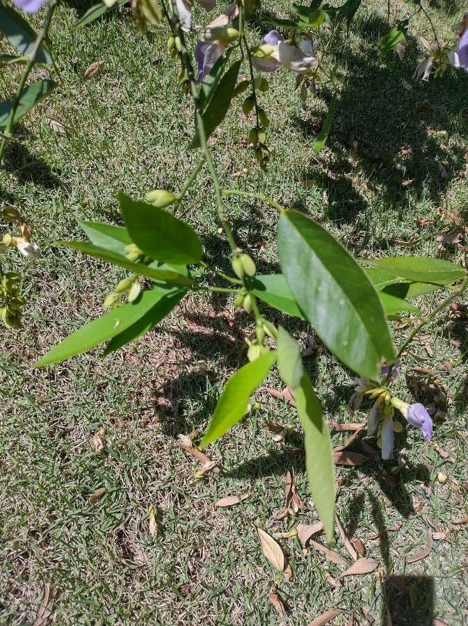 Clitoria fairchildiana 14