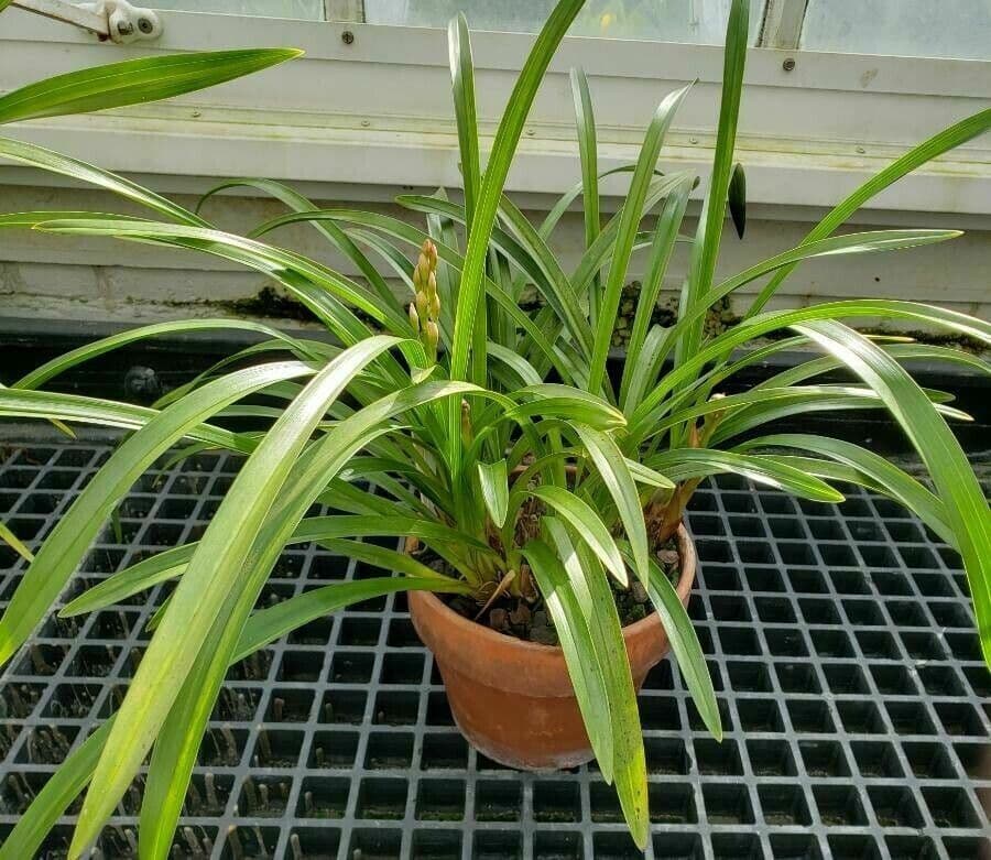 Cymbidium 8