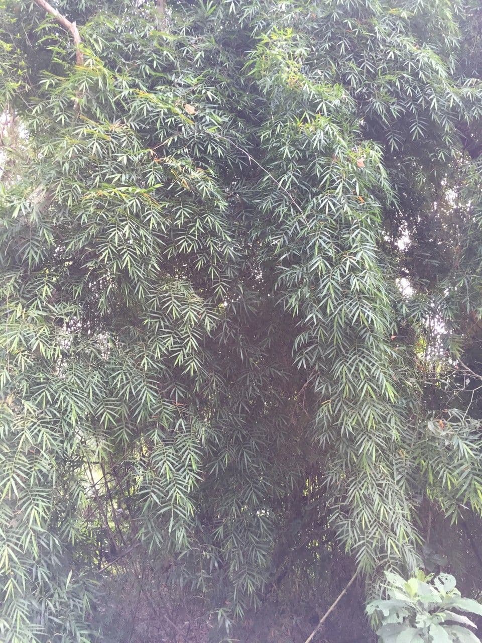 Otatea 4