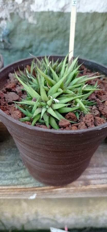 Haworthia