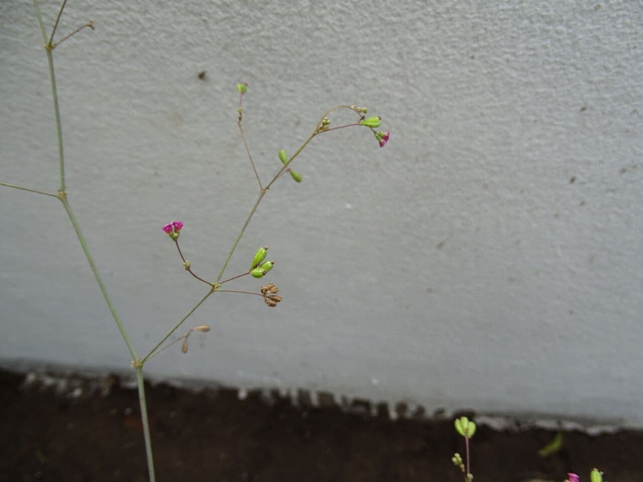 Boerhavia diffusa 29