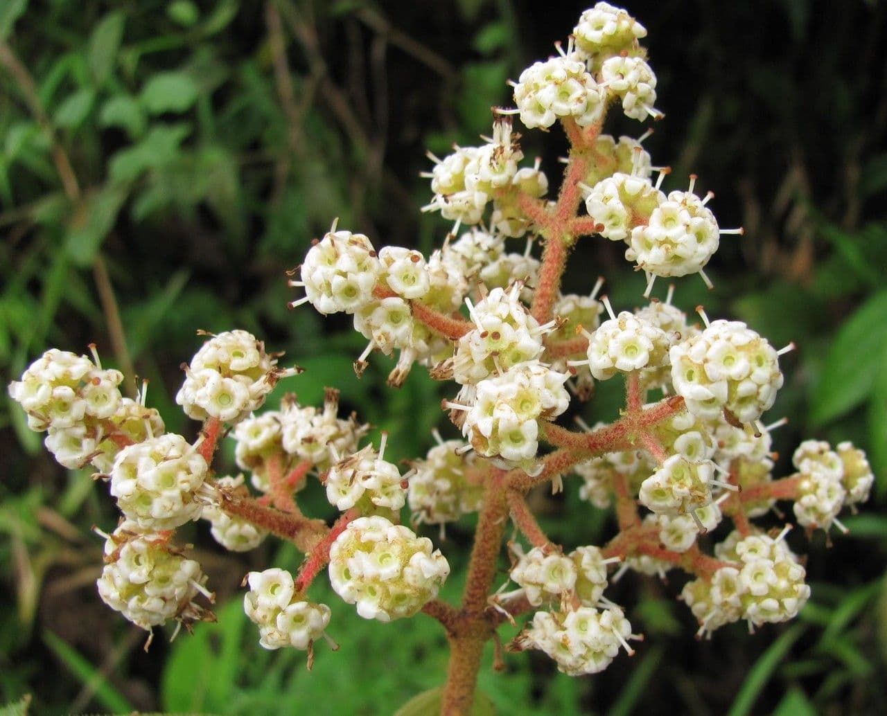 Miconia 7