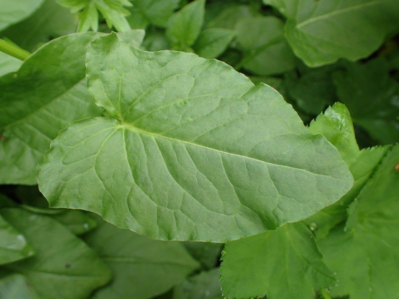 Rumex alpestris 9