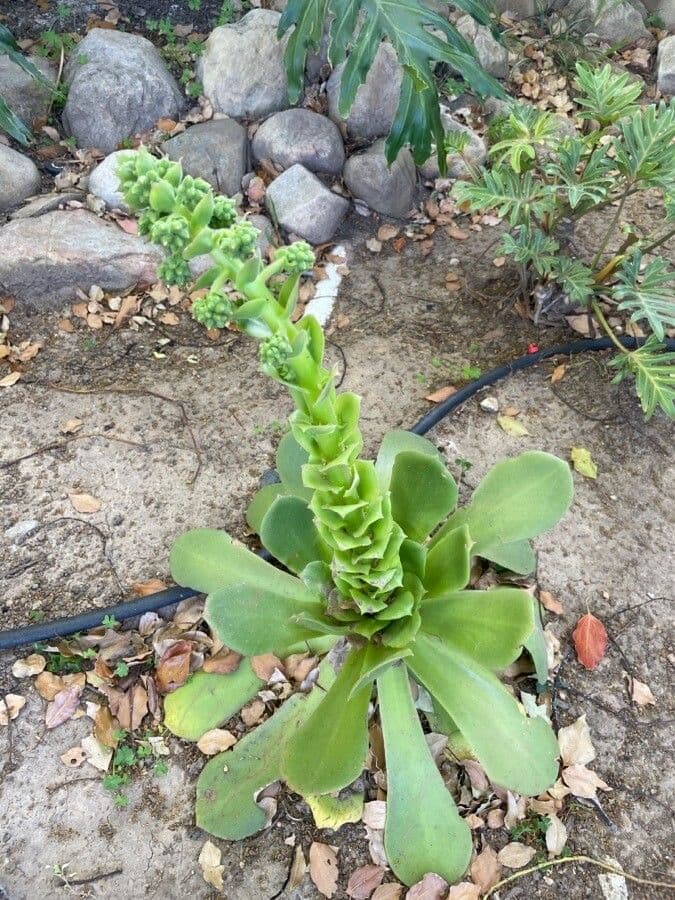 Aeonium canariense 6