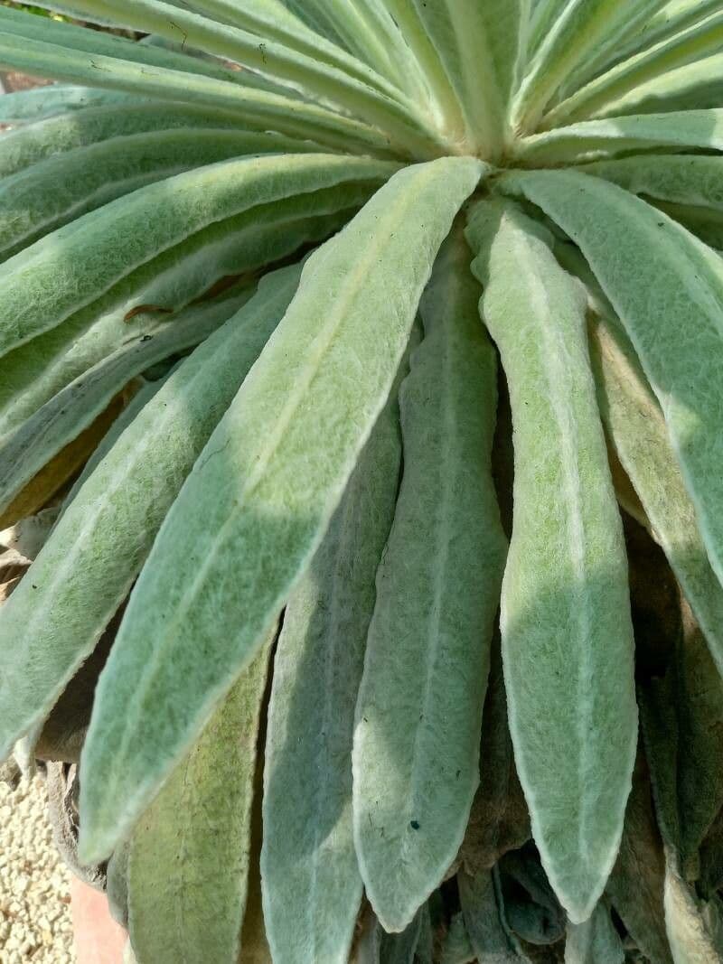 Espeletia di Schultz 2