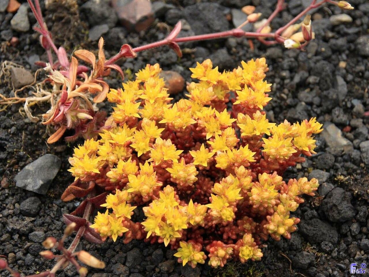 Borracina annuale 6