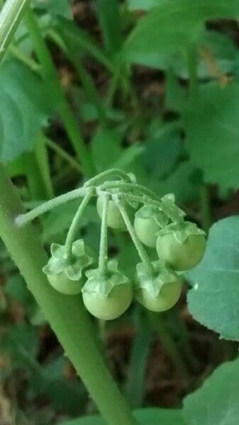 Solanum chenopodioides 5