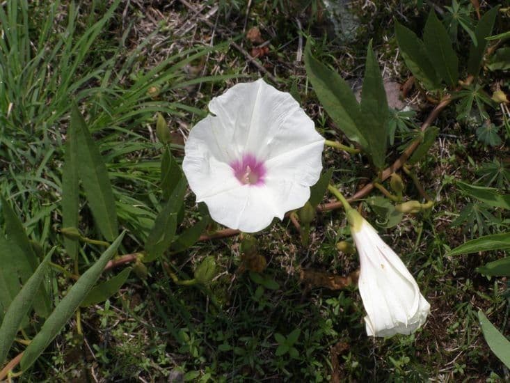 Ipomoea 2