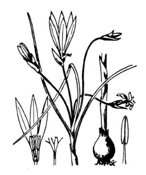 Romulea 7