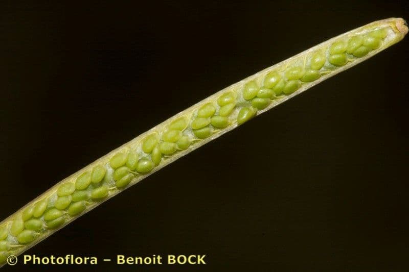 Diplotaxis harra 3