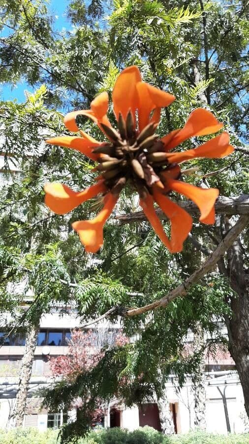 Kaffer-Korallenbaum 8