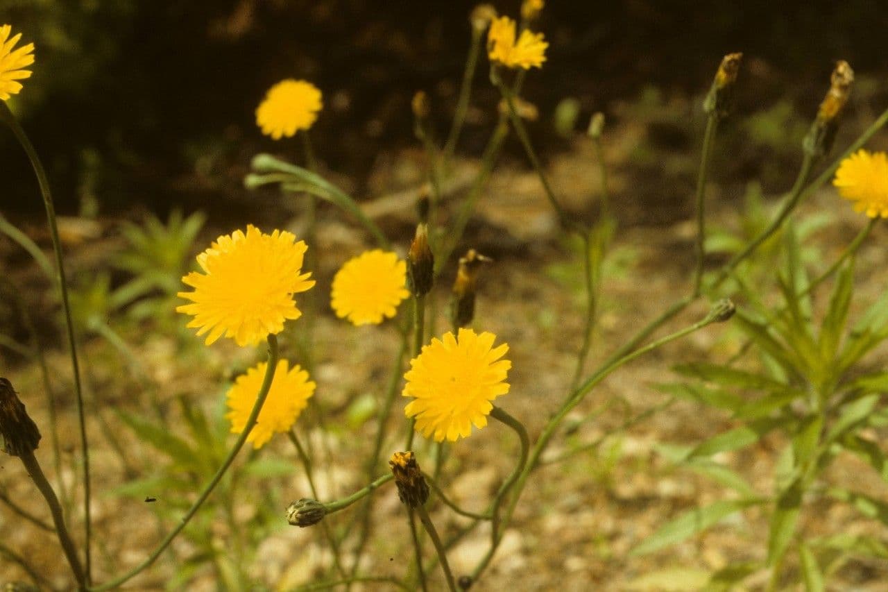 Krigia dandelion 9