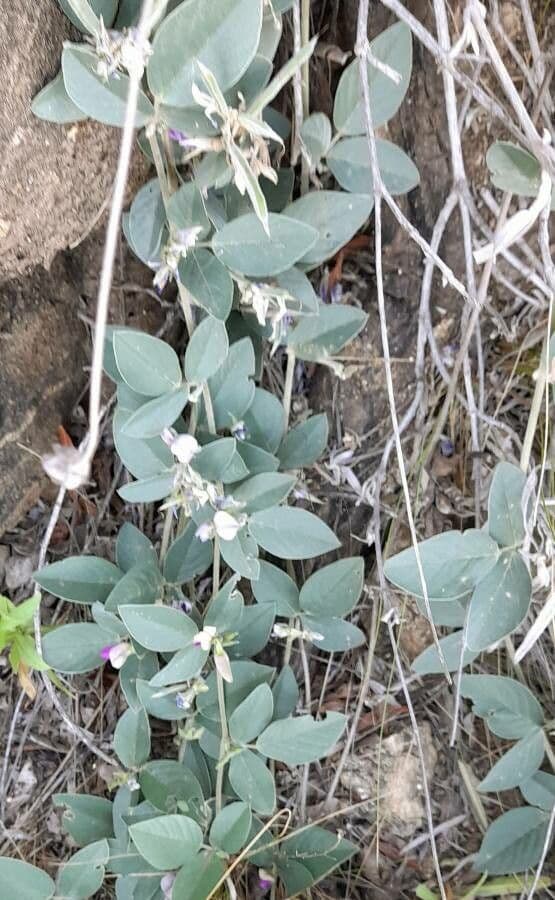 Cologania messicana 3