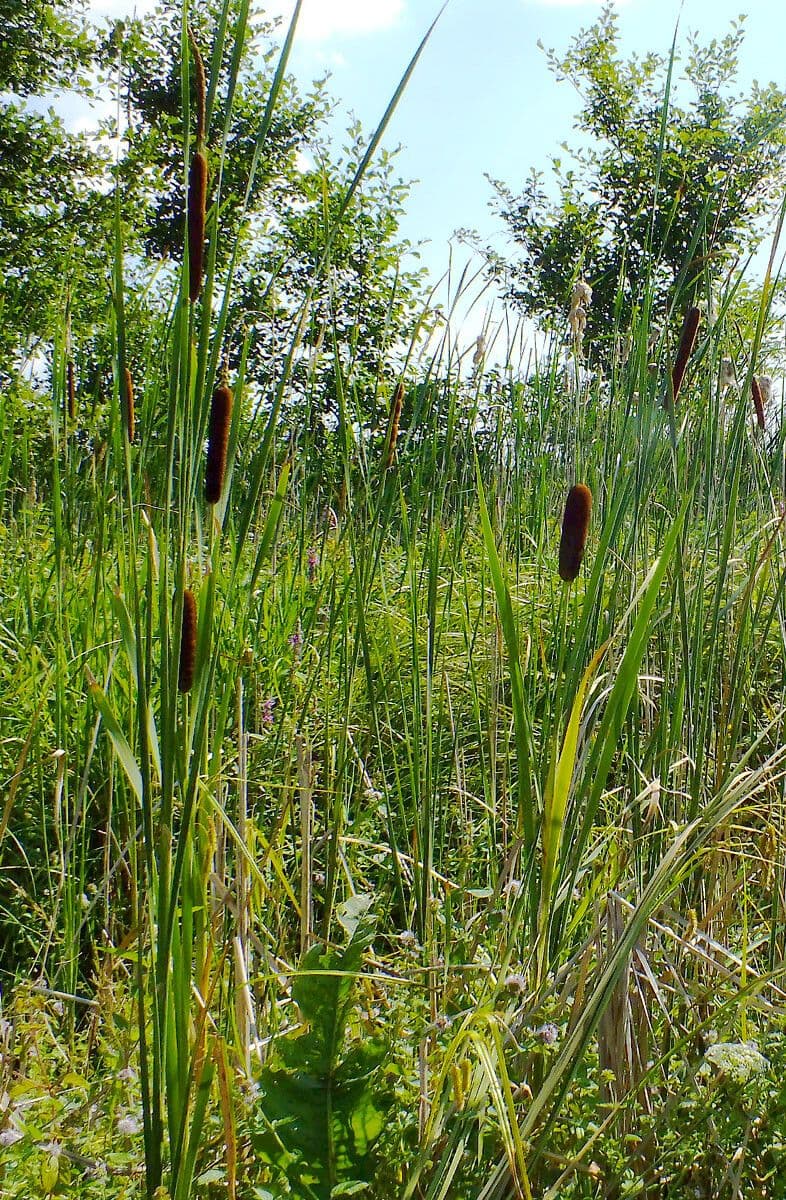 Typha laxmannii 3