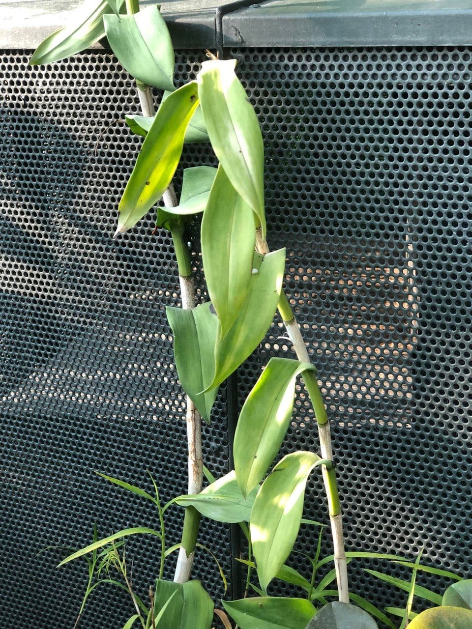Epidendrum z Atacazo 9