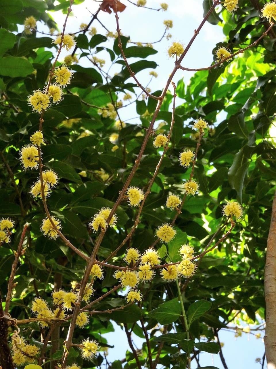 Pisonia 12