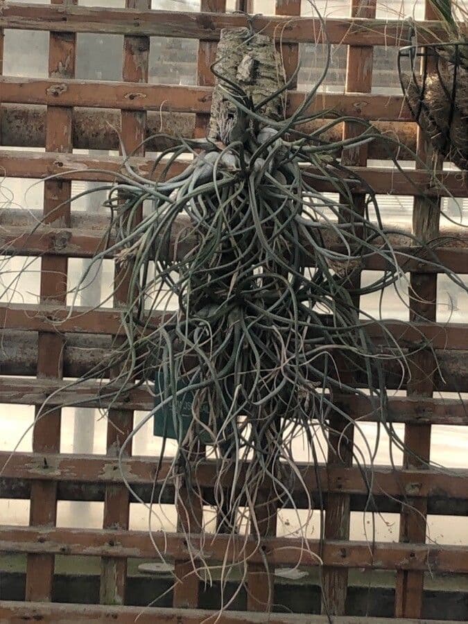 Tillandsia 4