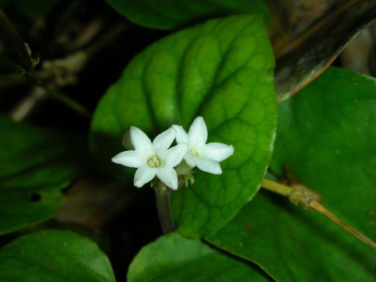 Geophila 3