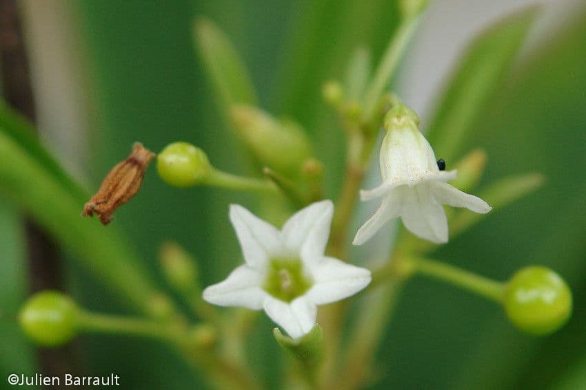 Duboisia 4