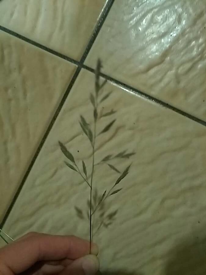Eragrostis di Barrelier 9