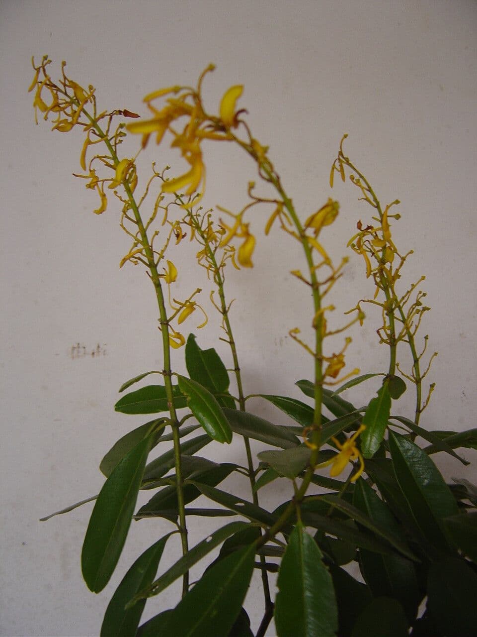 Vochysia tucana 8