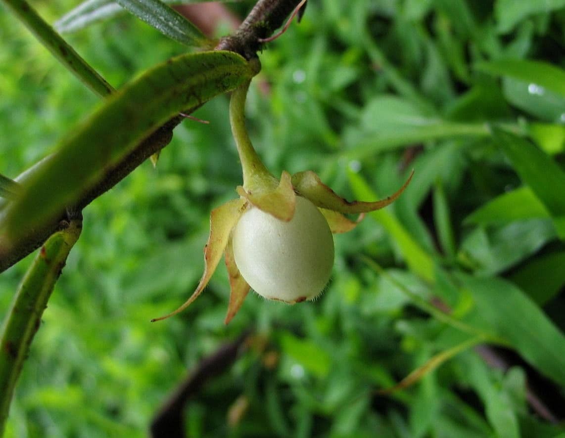 Columnea 2