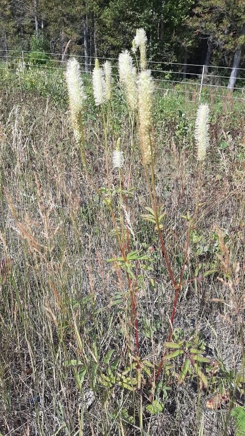 Sanguisorba canadese 9