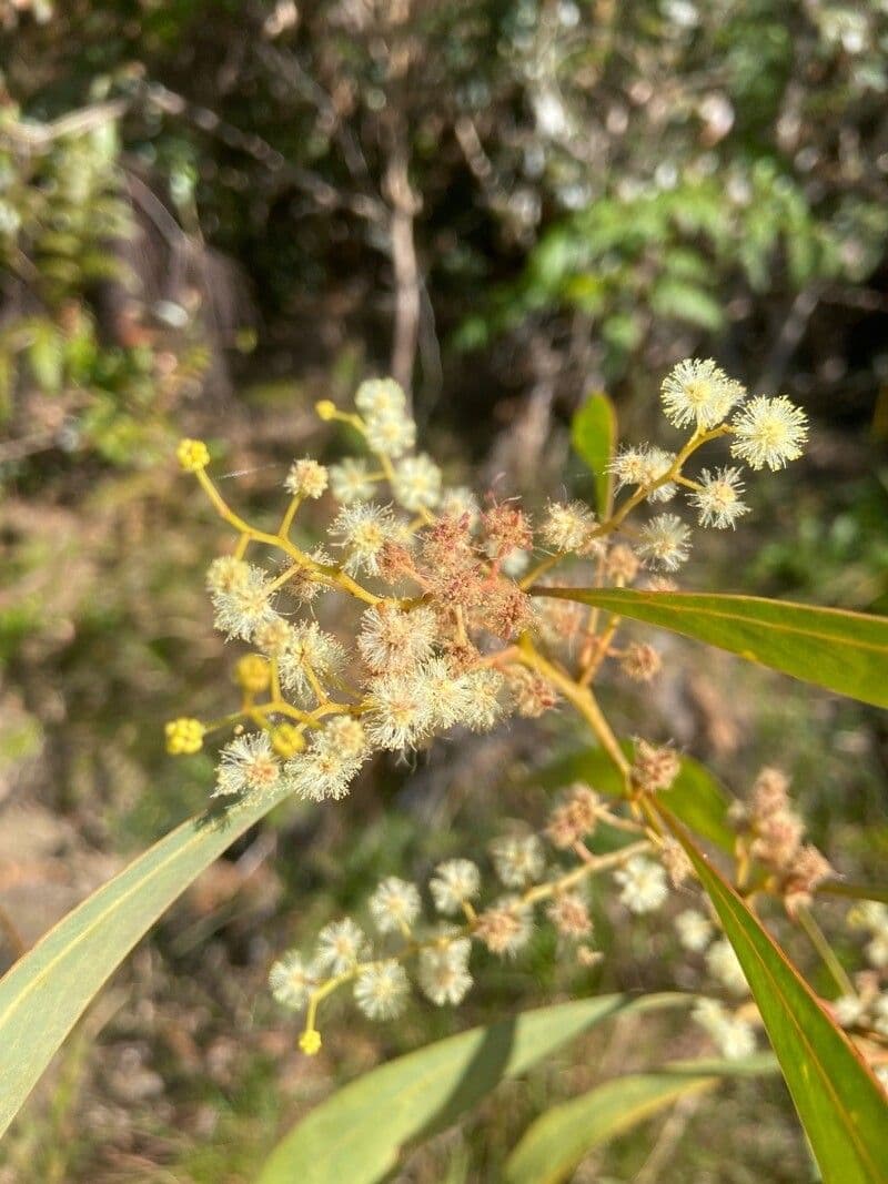 Acacia falcata