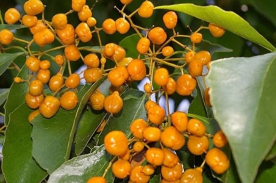 Auranticarpa rhombifolia