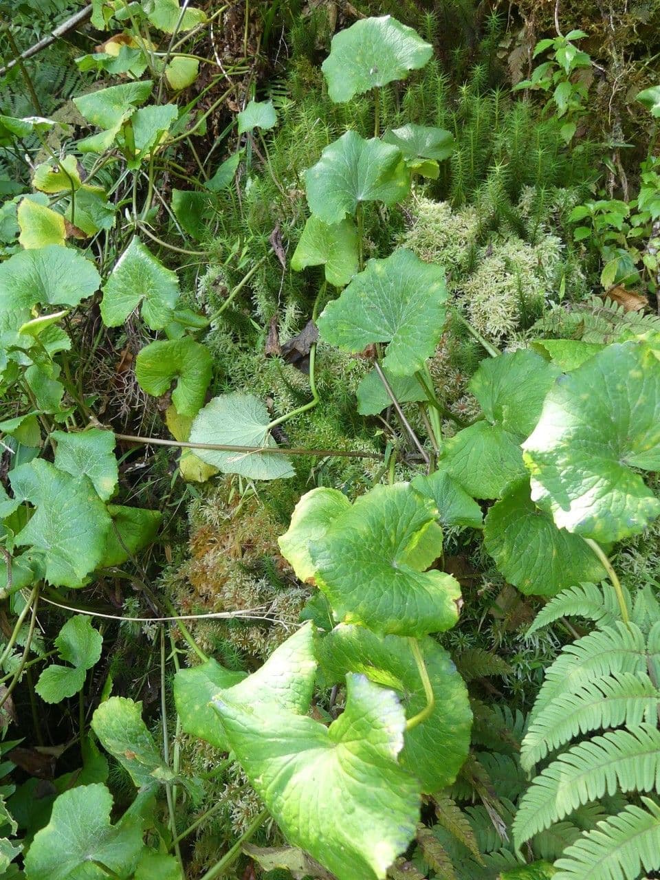 Centella asiatica 9