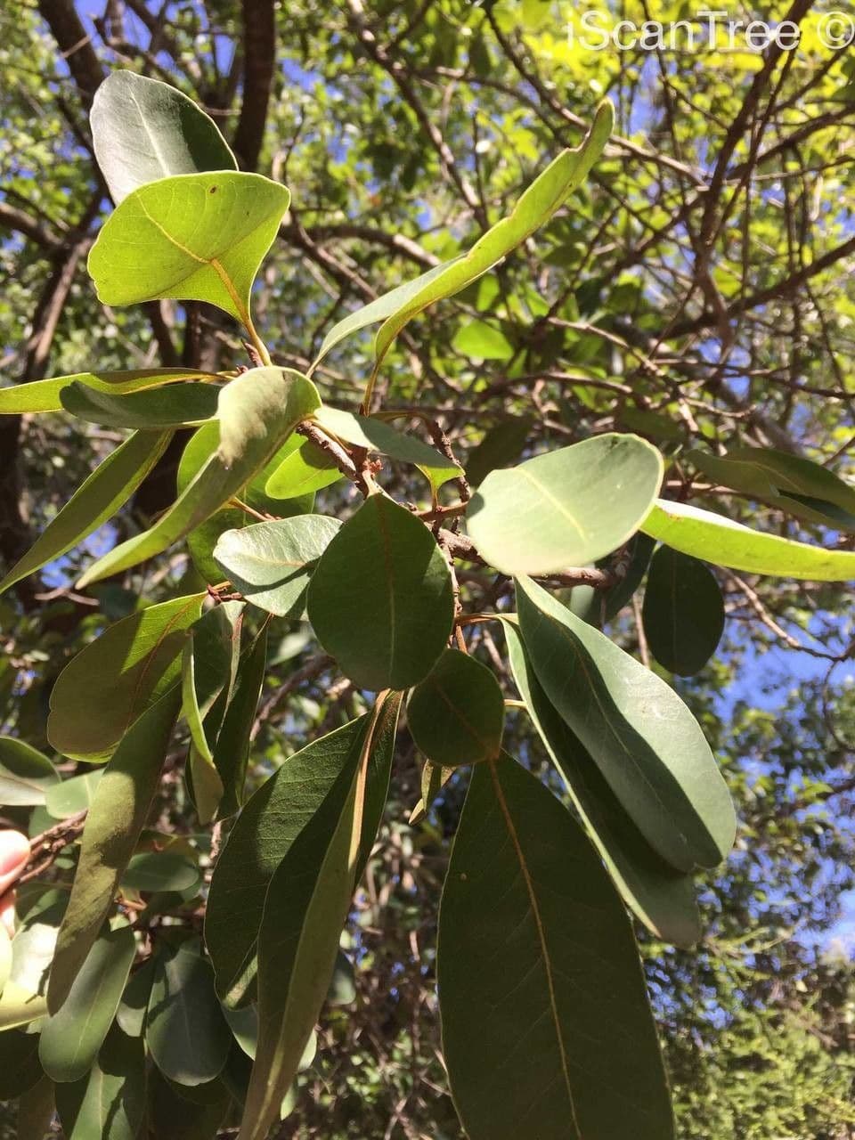 Manilkara 14