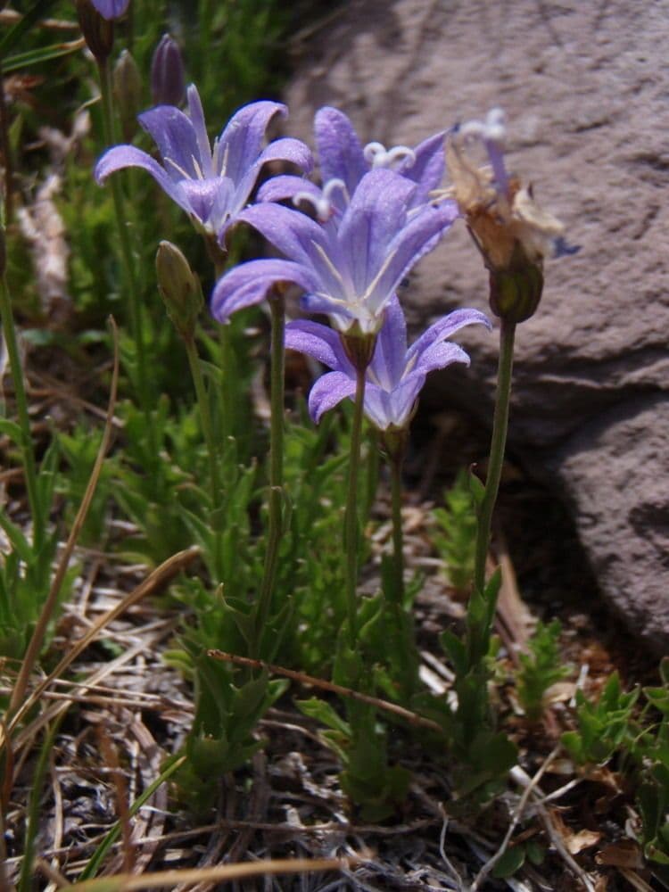 Campanula 7