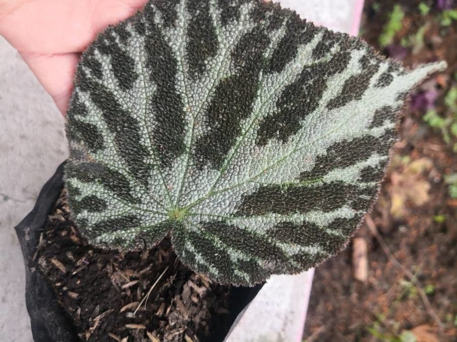 Begonia 6