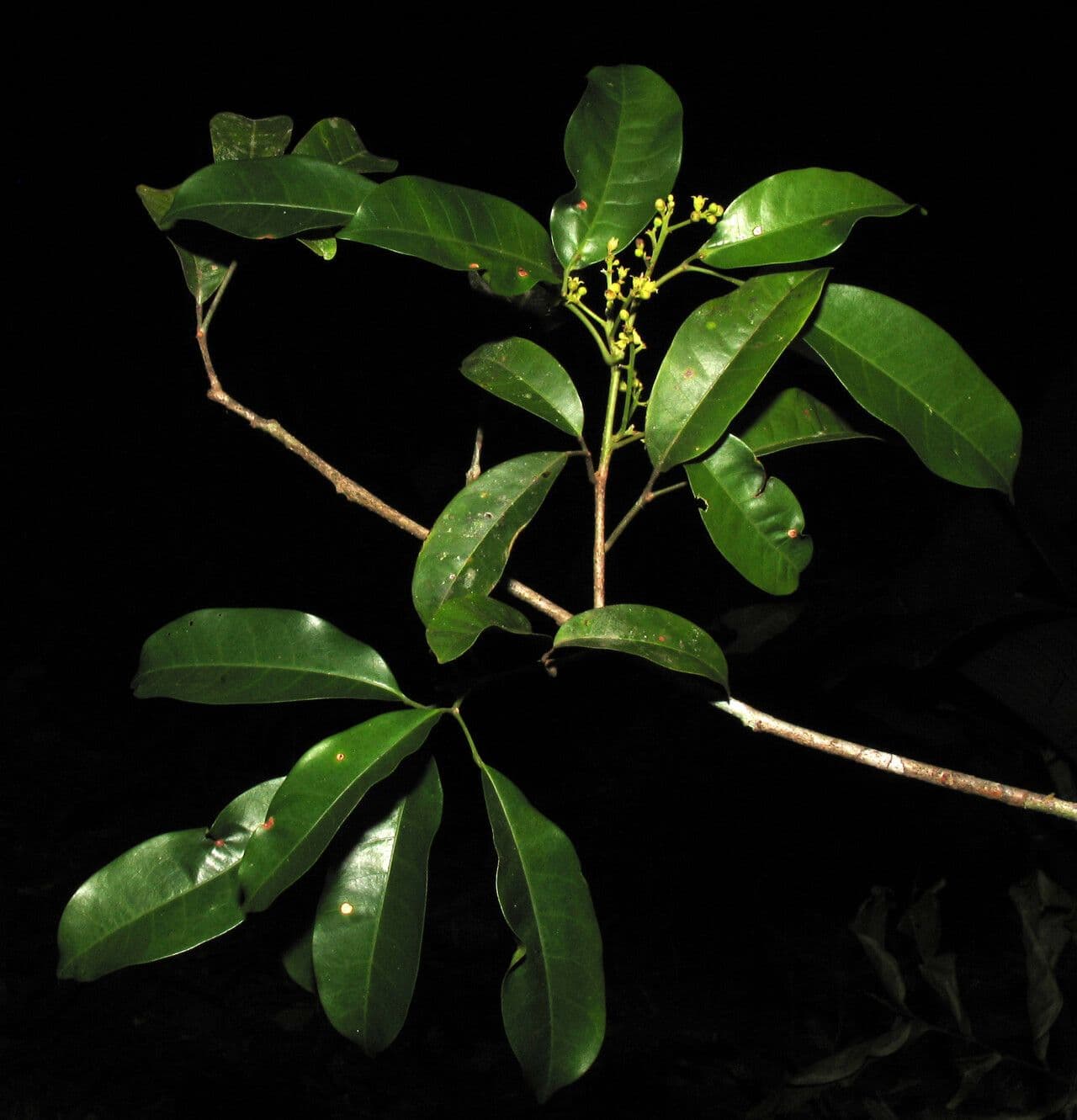 Protium decandrum