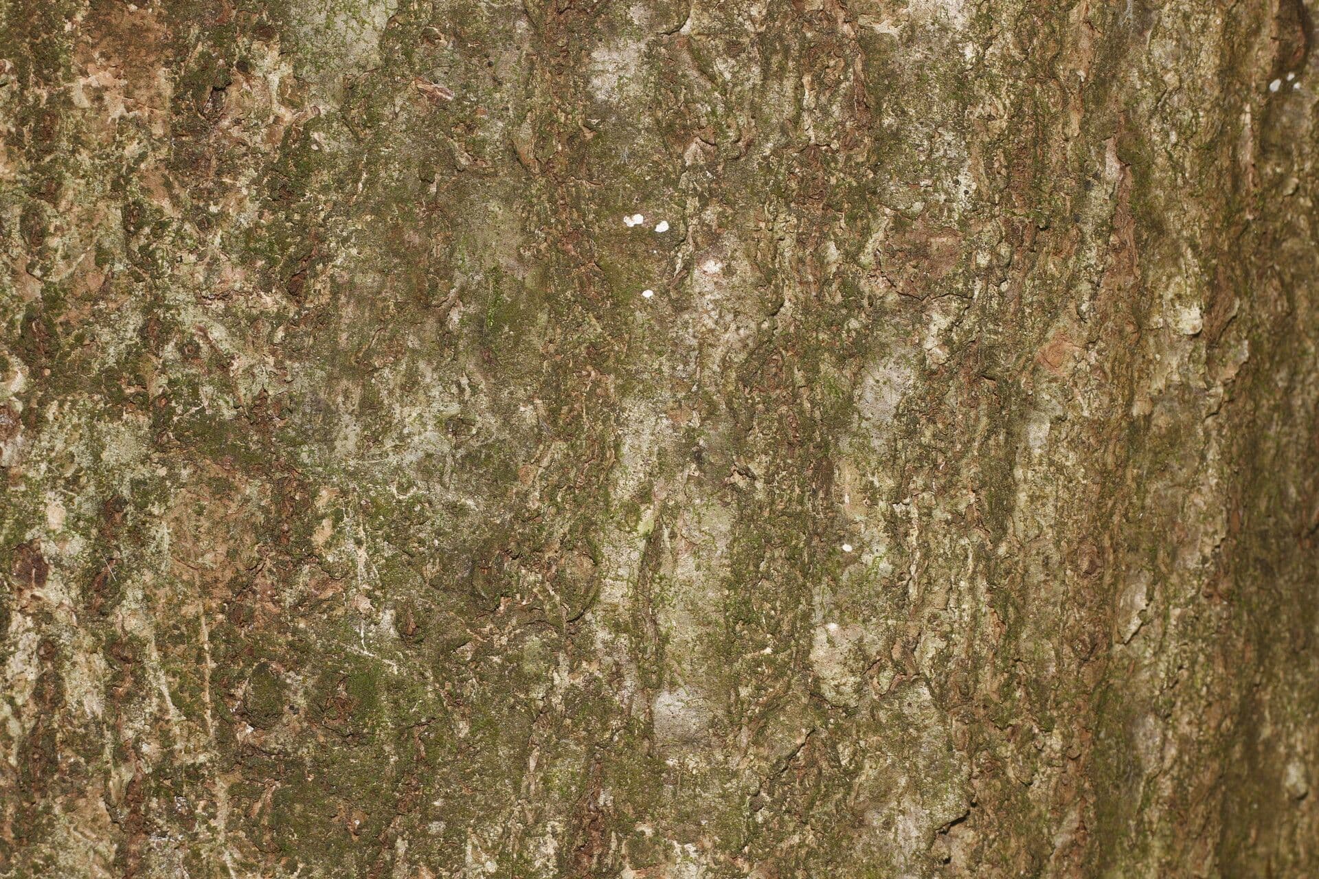 Prugna maiale 18