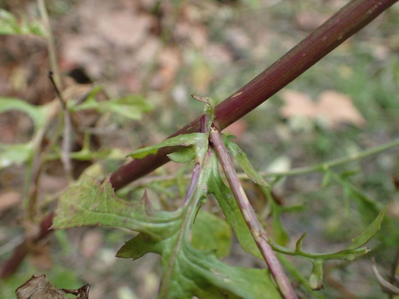 Senecione erratico 19