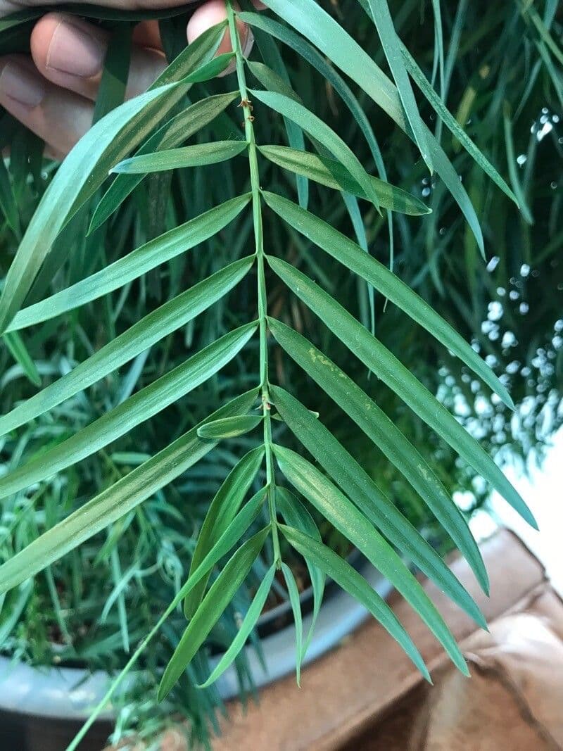 Afrocarpus 5