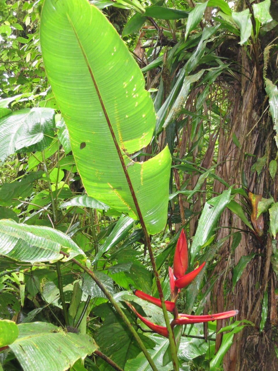 Heliconia 16
