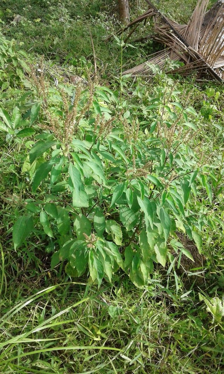 Basilico indiano 15