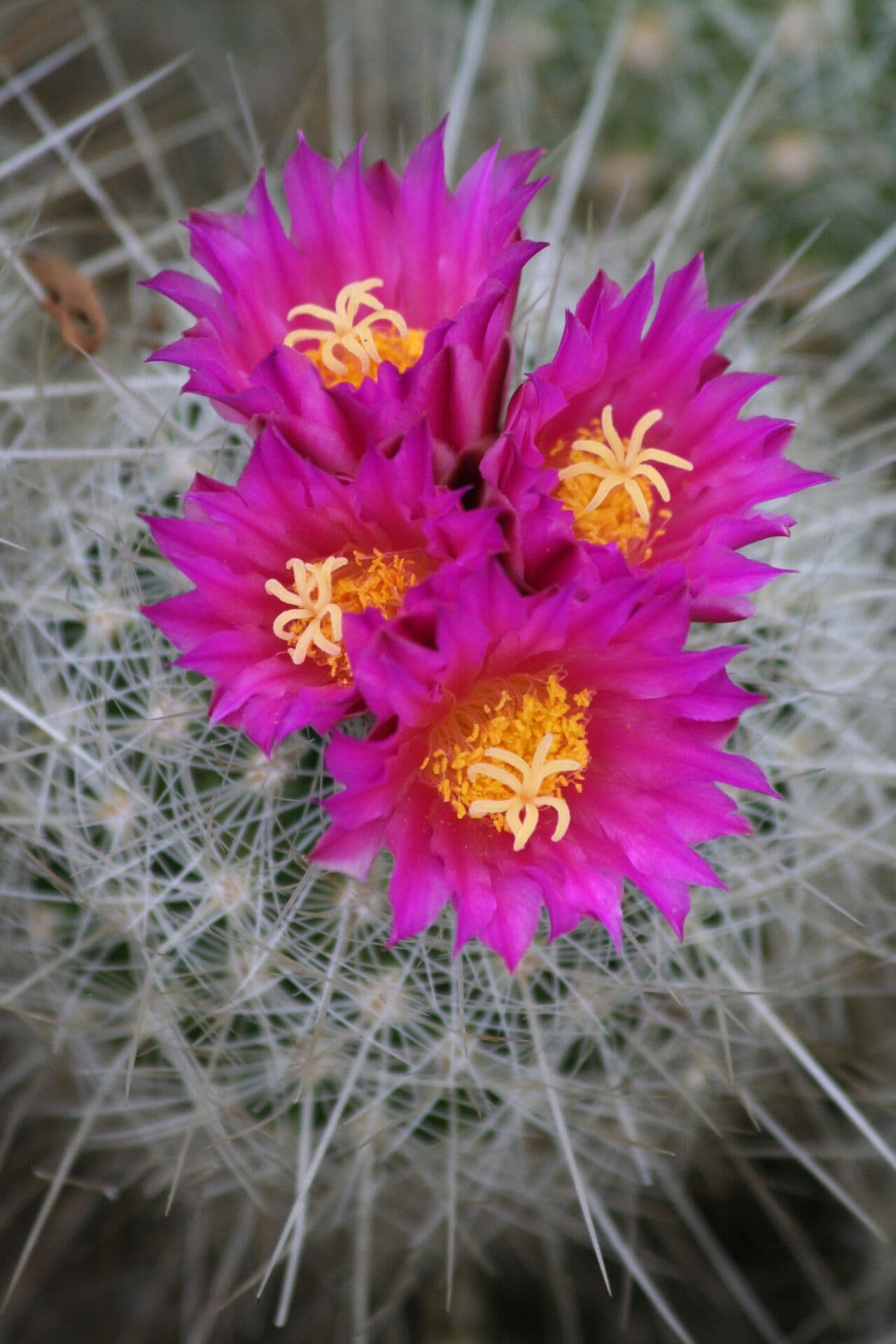 Thelocactus 2