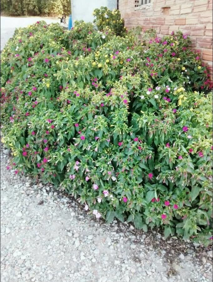 Wunderblume 12