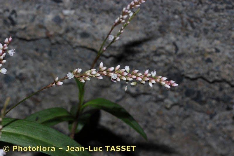 Persicaria ingannevole 2