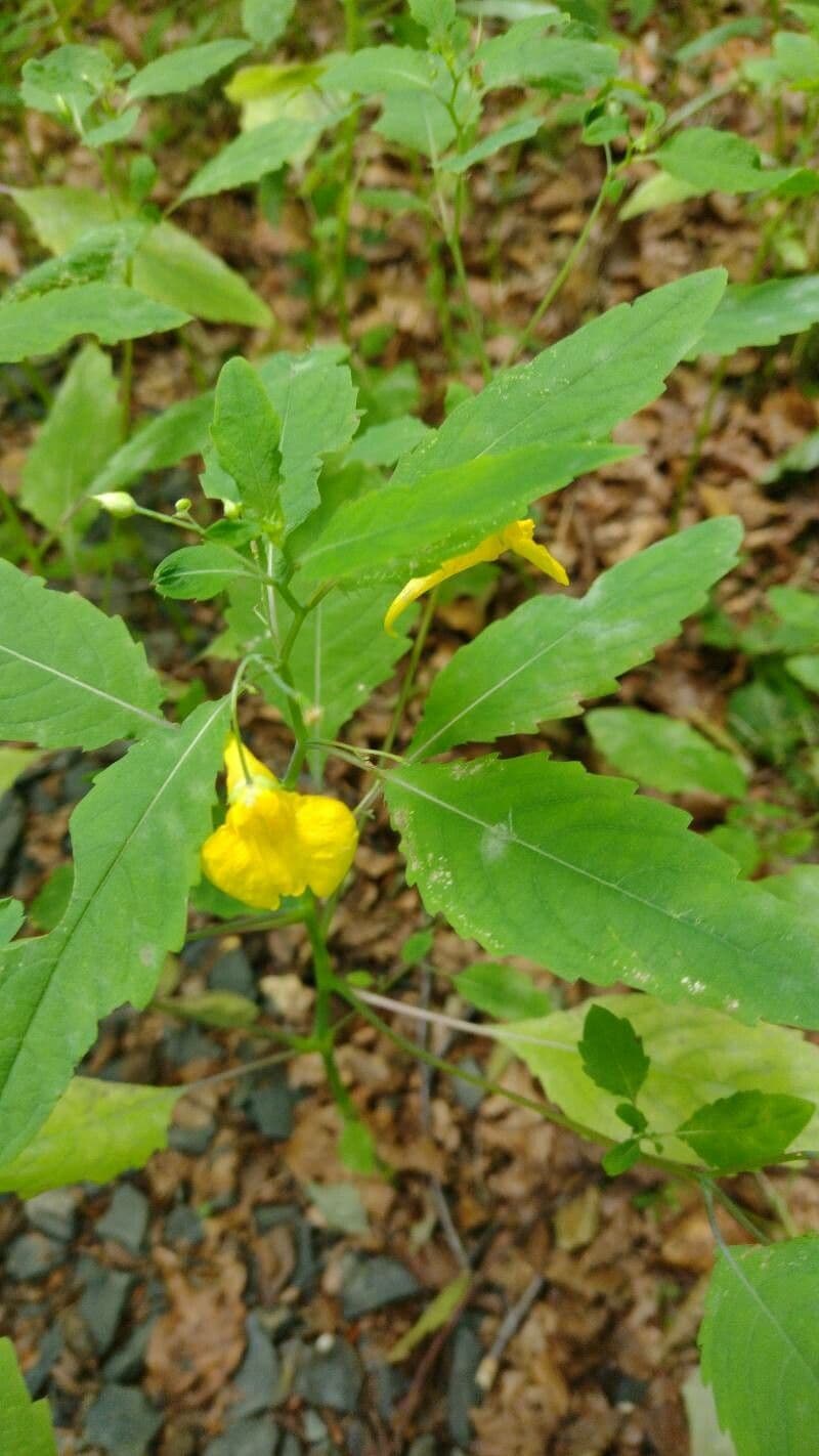Impatiens pallida 15