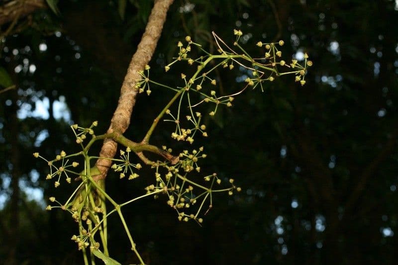 Polyscias 4