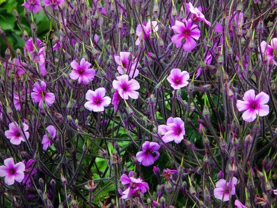 Geranio de Madeira 7