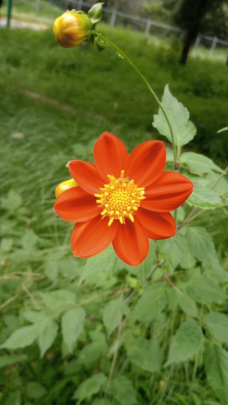 Dalia rossa 5