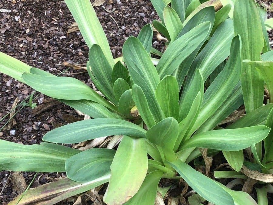 Hymenoxys 2