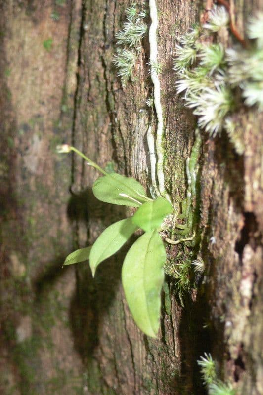 Cheiradenia 10